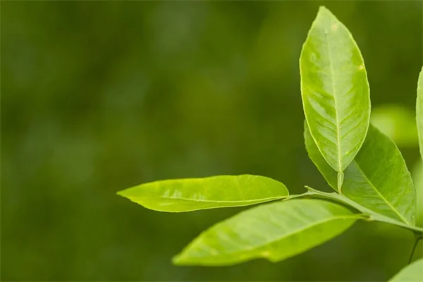 ツツジの花が茶色くなる原因と対策、経験者が教える実践法