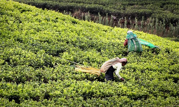耐寒性常緑ツル植物8選。これで一年中プライバシーを守る！