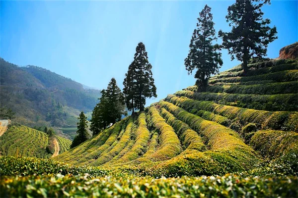苗を撫でるだけで茎が太くなる？30秒の習慣で徒長を防ぐ方法