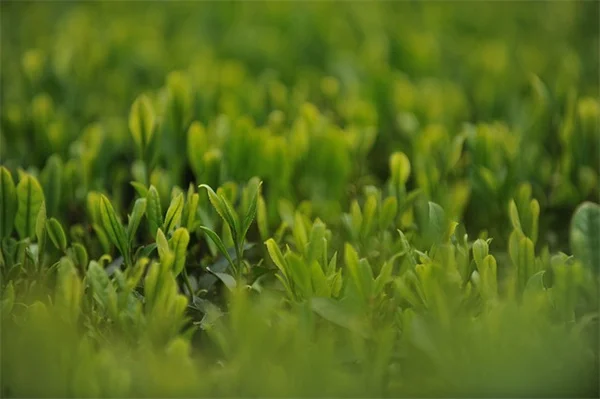 プロが教える！剪定バサミで植物を傷めない5つのコツ