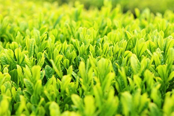 大蒜种植区別・植え付けのベストタイミングを徹底解説！