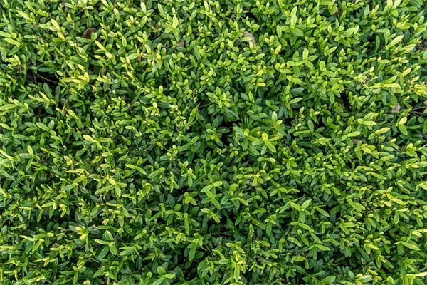庭の跳蚤駆除に線虫が効く！私の経験則96%減の方法